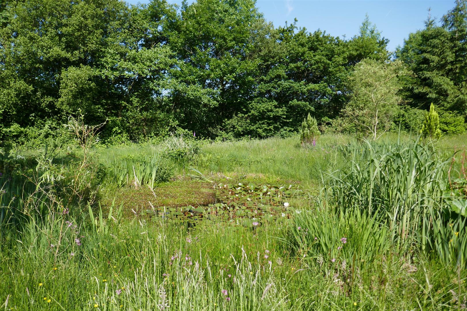 WILDLIFE PONDS